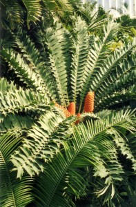 Encephalartos ferox [cc-by-sa-3.0 Steve Cook]