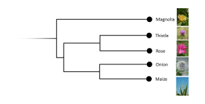 Angiosperm phylogeny stressing nonmagnoliids [cc-by-sa-3.0 Steve Cook]: magnolia appears as an outgroup to the ((thistle,rose),(onion,maize)) clade