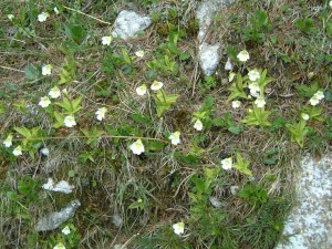 Pinguicula alpina [cc-by-sa-3.0 Steve Cook]: bank of alpine butterworts in flower in Slovenia