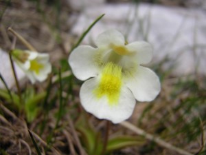 Pinguicula alpina flower [cc-by-sa-3.0 Steve Cook]: detail of butterwort flower. Flower is white and zygomorphic with five petals, lowermost petal is distinctly hairy and throat of flower leading to nectar tube is yellow