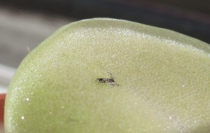 Pinguicula moranesis drowning a gnat [cc-by-sa-3.0 Steve Cook]: fungus gnat trapped in mucilage secreted by stalked glands covering the leaf surface