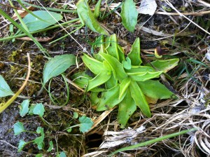 Pinguicula sp. [cc-by-sa-3.0 Steve Cook]: unknown butterwort from German Alps, probably P. vulgaris or P. alpina. Tongue-shaped lime-green leaves form tight rosette, surfaces are covered with sticky mucilage secreted by tiny mucilaginous glands