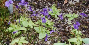 Pinguicula grandiflora flowers [cc-by-sa-3.0 Alex Lomas]: flowers are purple, each has a nectar tube about 15 mm long projecting from the back of the flower