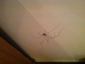 Pholcus phalangioides - Wikipedia