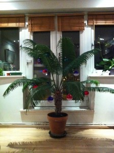 Cycas thouarsii, Christmas 2011 [CC-BY-SA-3.0 Steve Cook]