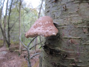 Hoof fungus (Fomes fomentarius) on tree at Silwood Park [CC-BY-SA-3.0 Steve Cook]