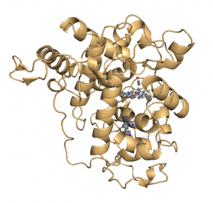Lignin peroxidase [CC-BY-SA-3.0 Steve Cook; based on Blodig, Smith, Doyle & Piontek; PDB 1B82]