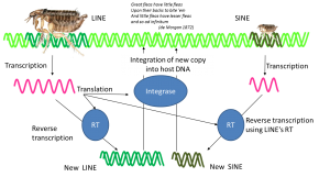 Parasitic sequences in the human genome [CC-BY-SA-3.0 Steve Cook]