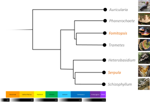 Wood destroying fungus phylogeny [CC-BY-SA-3.0 Steve Cook, with images from James Lindsey at Ecology of Commanster, Wikipedia's User:jensbn, User:ecornerdropshop, USer:Audriusa, and Flickr's Doug Bowman]