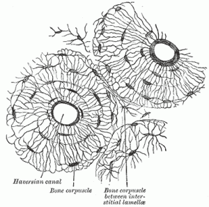 Gray's anatomy bone tissue [Out of copyright]