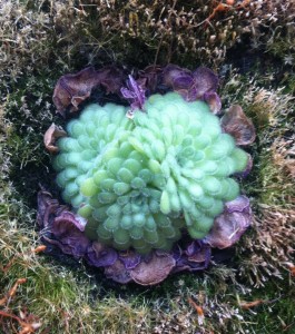 Pinguicula cyclosecta winter rosette [CC-BY-SA-3.0 Steve Cook]