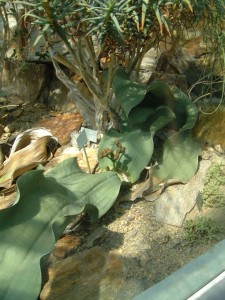 Welwitschia mirabilis [CC-BY-2.0 Alex Lomas]