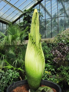 Amorphophallus titanum bud [CC-BY-2.0 Alex Lomas]