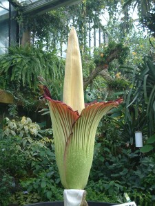 Amorphophallus titanum inflorescence [CC-BY-2.0 Alex Lomas]