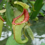 Nepenthes cv.