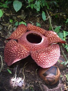 Rafflesia arnoldii [CC-BY-2.0 ma_suska@Wikipedia]