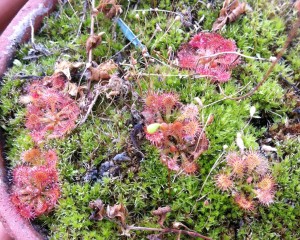 Drosera rotundifolia [CC-BY-SA-3.0 Steve Cook]