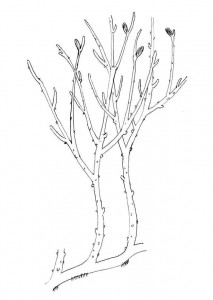 Rhynia gwynne-vaughanii reconstruction [CC-BY-SA-3.0 Griensteidl, based on Kenrick, P & Crane, P. R. (1997) The origin and early diversification of land plants. A cladistic study. Smithsonian Institution Press, Washington and London, fig. 4.8, p. 101]