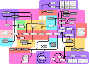 Metabolic pathways [CC-BY-SA-3.0 Zephyris from w]