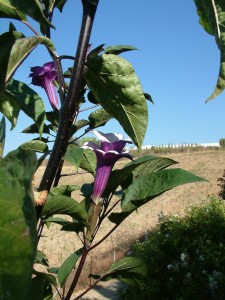 Datura metel [CC-BY Alex Lomas]