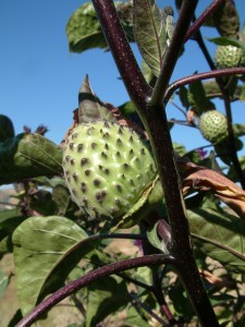 Datura metel (fruit) [CC-BY Alex Lomas]