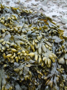 Fucus vesiculosus [CC-BY-SA-3.0 Steve Cook]