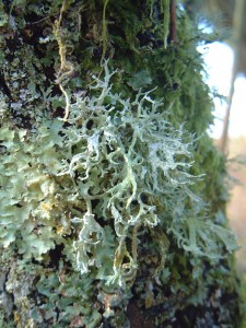 Ramalina farinacea [CC-BY-SA-3.0 Steve Cook]