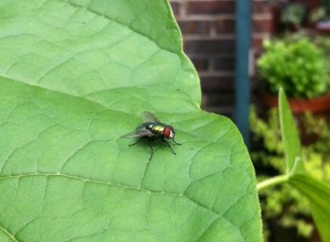 Lucilia sericata on Catalpa leaf [CC-BY-SA-3.0 Steve Cook]