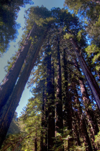 Sequoia sempervirens in California [CC-BY-2.0 Alex Lomas]