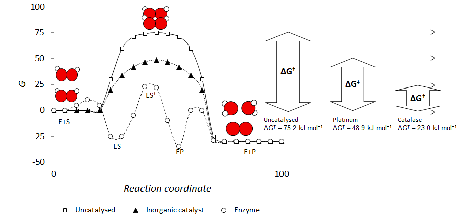 How does catalase break down hydrogen peroxide?