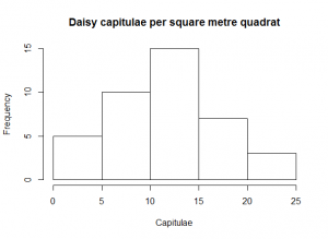 Daisy capitulae histogram [CC-BY-SA-3.0 Steve Cook]