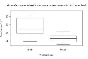 Fly agaric boxplot [CC-BY-SA-3.0 Steve Cook]