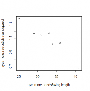 Sycamore seeds x vs y syntax [CC-BY-SA-3.0 Steve Cook]
