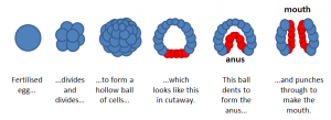 Gastrulation [CC-BY-SA-3.0 Steve Cook]