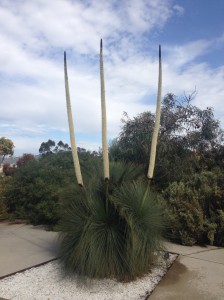 Barcelona botanical gardens Xanthorrhoea [CC-BY-SA-3.0 Steve Cook]