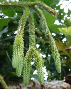 Edinburgh botanical gardens Lycopodium [CC-BY-SA-3.0 Steve Cook]