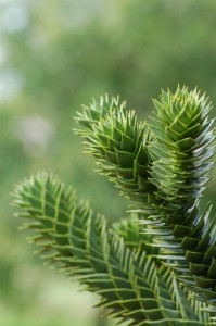 Kew gardens Araucaria [CC-BY-2.0 Alex Lomas]