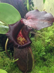 Kew gardens Nepenthes [CC-BY-SA-3.0 Steve Cook]