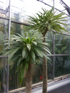 Oxford botanical gardens Pachypodium [CC-BY-SA-3.0 Steve Cook]