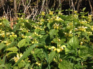 Lamium galeobdolon [CC-BY-SA-3.0 Steve Cook]