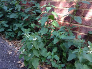 Urtica dioica and Lamium album (spot the difference) [CC-BY-SA-3.0 Steve Cook]