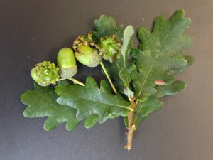 Andricus quercuscalicis on Quercus robur [CC-BY-SA-3.0 Steve Cook]