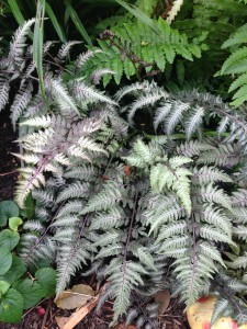 Athyrium niponicum cv. Pictum [CC-BY-SA-3.0 Steve Cook]