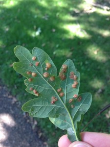 Neuroterus quercusbaccarum on Quercus robur [CC-BY-SA-3.0 Steve Cook]