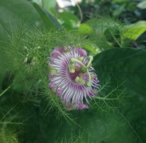 Passiflora foetida flower [CC-BY-3.0 Alex Lomas]