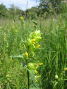 Rhinanthus minor [CC-BY-SA-3.0 Steve Cook]