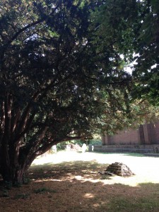 Taxus baccata at All Saints' Isleworth plague pit [CC-BY-SA-3.0 Steve Cook]