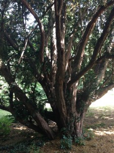 Taxus baccata trunk at All Saints' Isleworth plague pit [CC-BY-SA-3.0 Steve Cook]