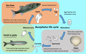 Bucephalus life-cycle [CC-BY-SA-3.0 Steve Cook, Didier Descouends, Citron, Roberto Pillon]