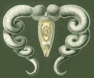 Haeckel Bucephalus [Public Domain]